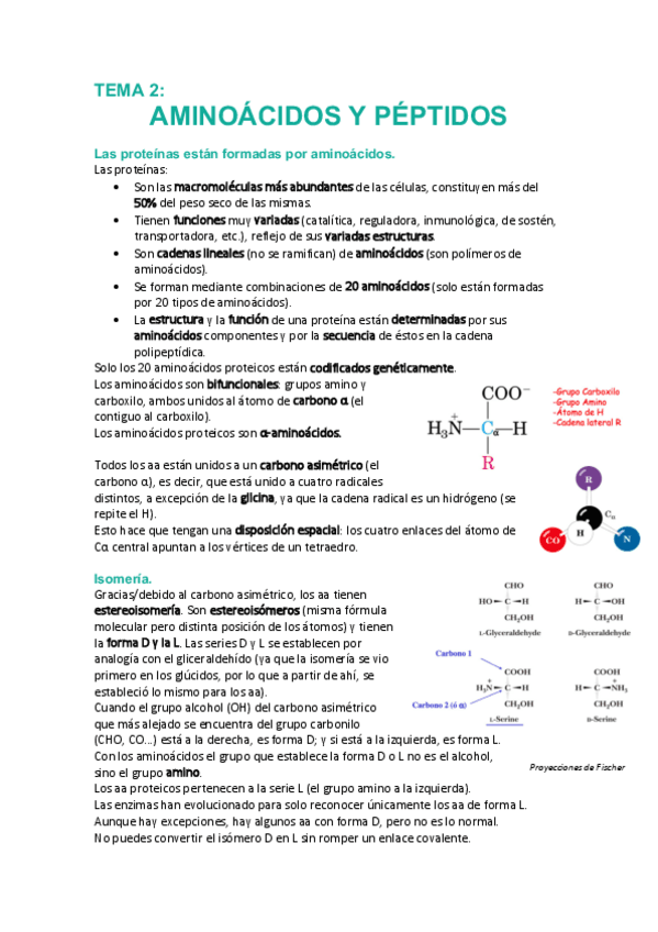 Miniatura del documento Tema-2-Aminoacidos-y-peptidos.pdf