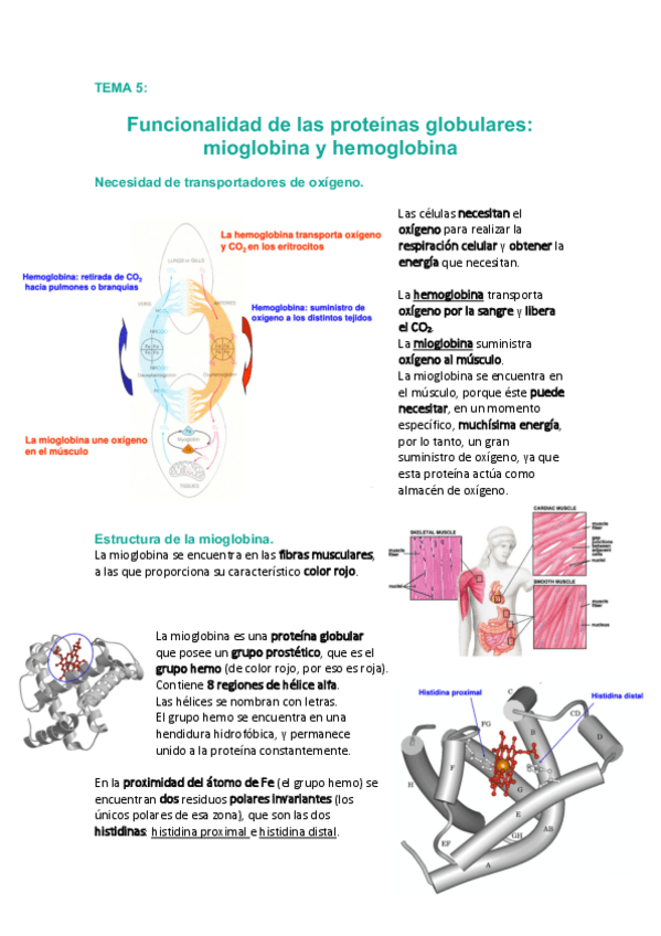 Miniatura del documento Tema-5-Funcionalidad-proteinas-globulares.pdf