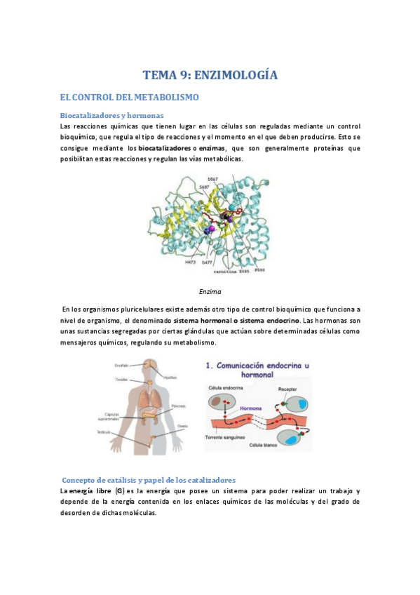 Miniatura del documento ENZIMAS.pdf