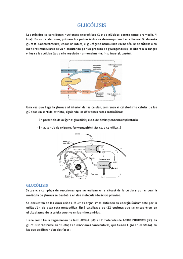 Miniatura del documento TEMA 10. GLUCOLISIS