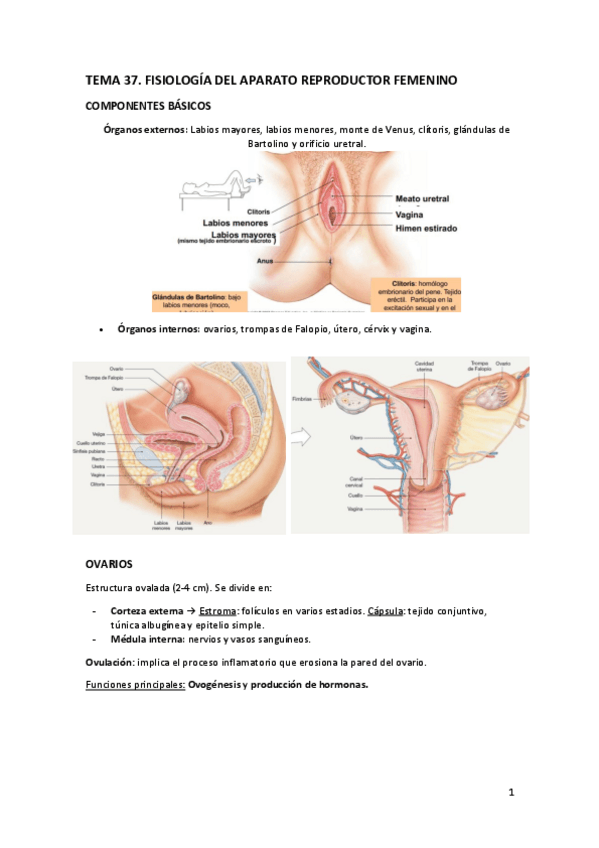 Miniatura del documento TEMA-37.pdf