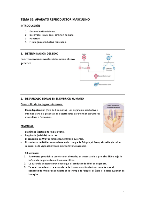 Miniatura del documento TEMA-36.pdf