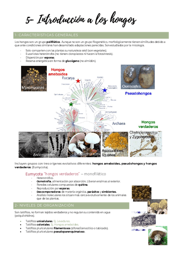 Miniatura del documento BLOQUE-2-Hongos.pdf