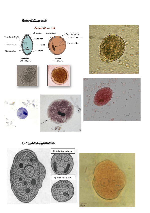 Miniatura del documento Fotos-parasito.pdf