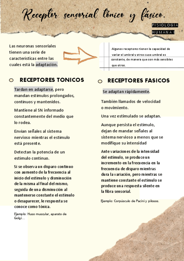 Miniatura del documento Receptor-sensorial-tonico-y-fasico.pdf