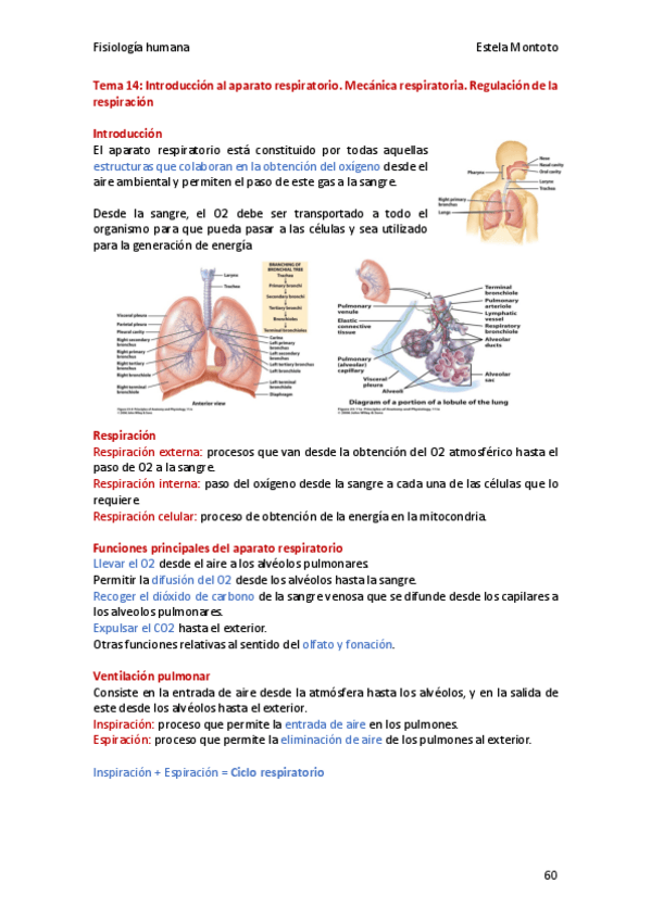 Miniatura del documento Fisiologia-tema-14-2020-21.pdf