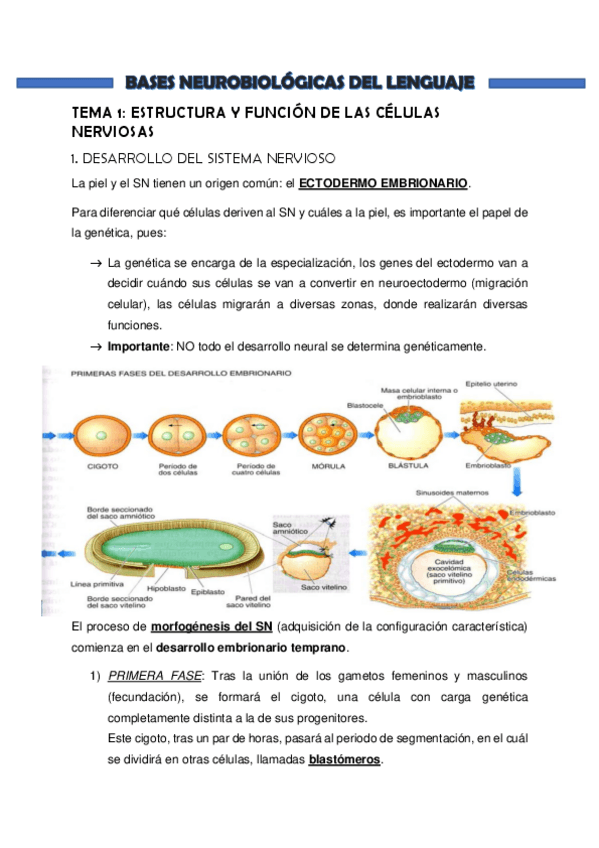 Miniatura del documento BASES-NEUROBIOLOGICAS-DEL-LENGUAJE.pdf
