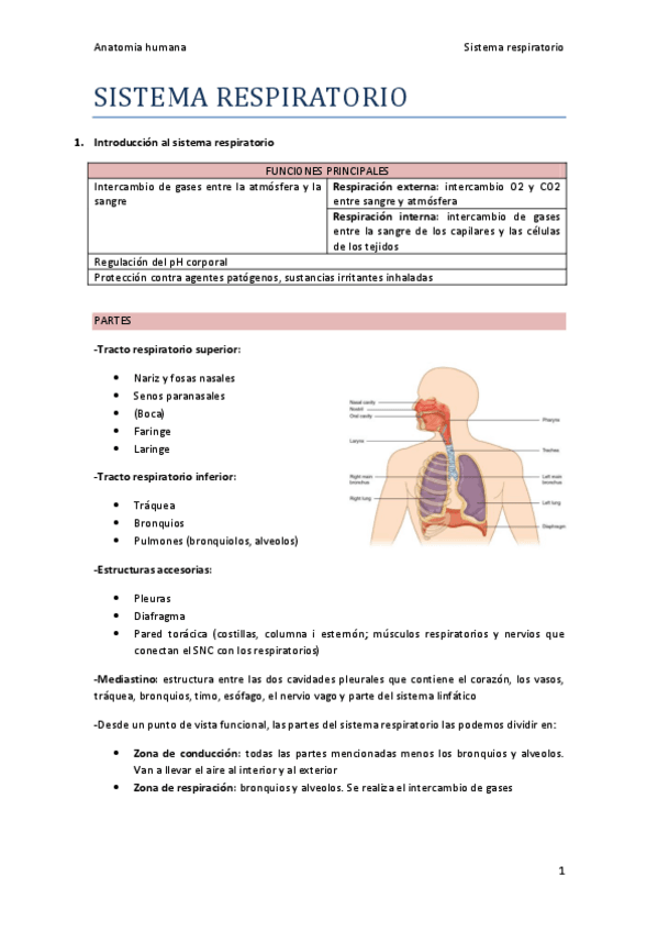 Miniatura del documento SISTEMA-RESPIRATORIO.pdf
