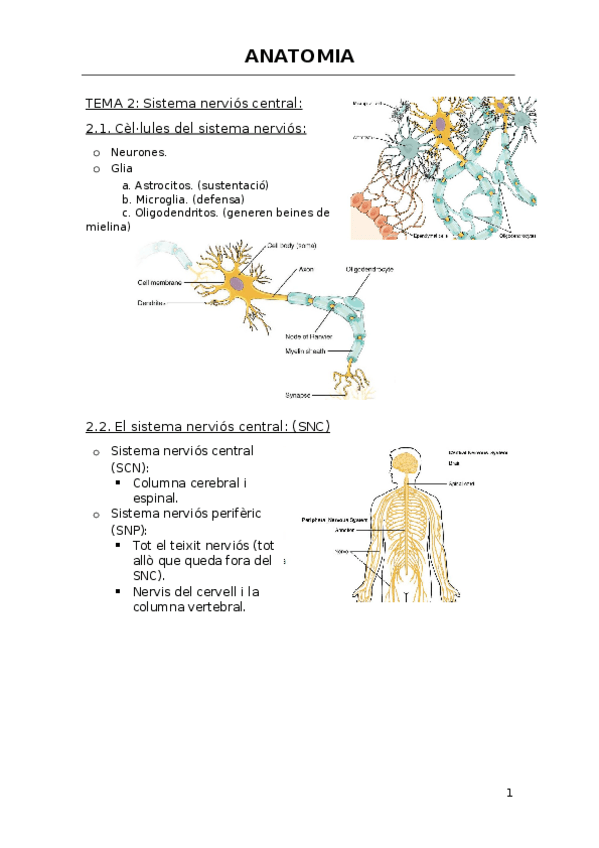 Miniatura del documento SISTEMA-NERVIOS.docx