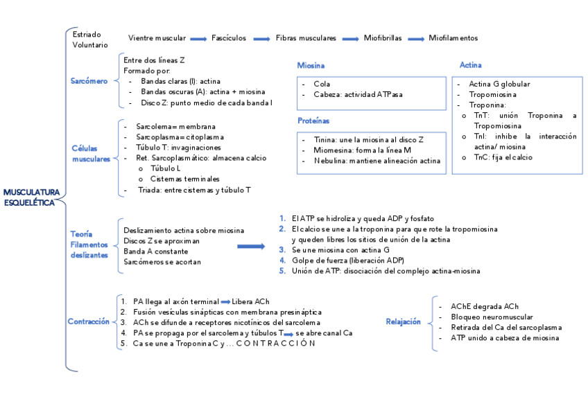 Miniatura del documento RESUMEN-MUSCULOS.pdf