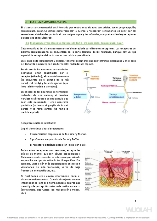Miniatura del documento 3. sistema somatosensorial