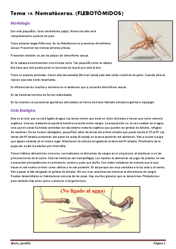 Miniatura del documento Tema 19 Nematóceros. (FLEBOTÓMIDOS) (2).pdf