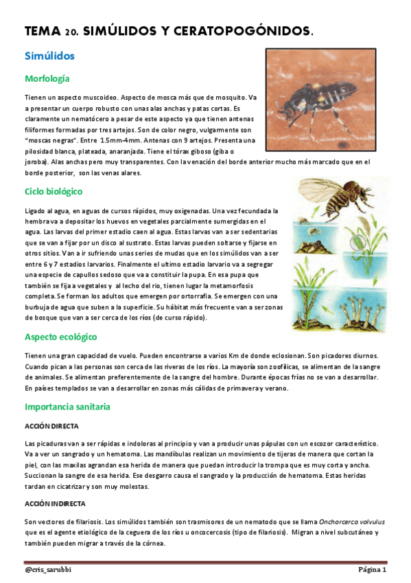 Miniatura del documento TEMA 20. SIMÚLIDOS Y CERATOPOGÓNIDOS. (2).pdf