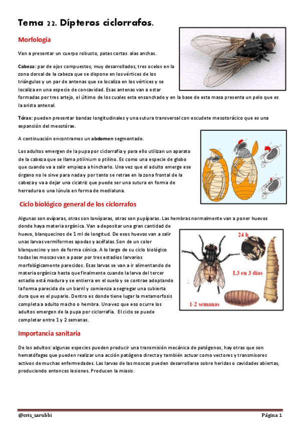 Miniatura del documento Tema 22 Dípteros ciclorrafos. (2).pdf