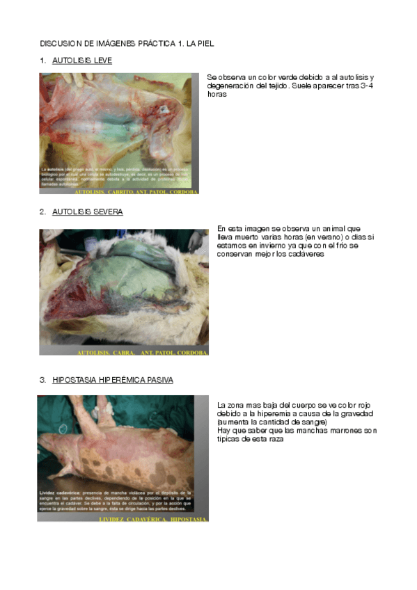 Miniatura del documento DISCUSION-DE-IMAGENES-1.pdf