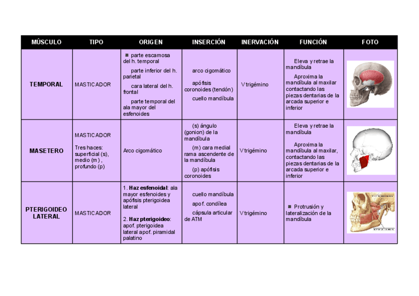 Miniatura del documento MUSCULOS.pdf