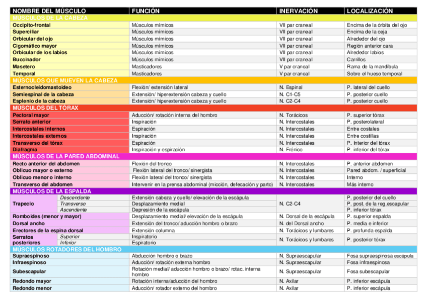 Miniatura del documento MUSCULOSs.pdf