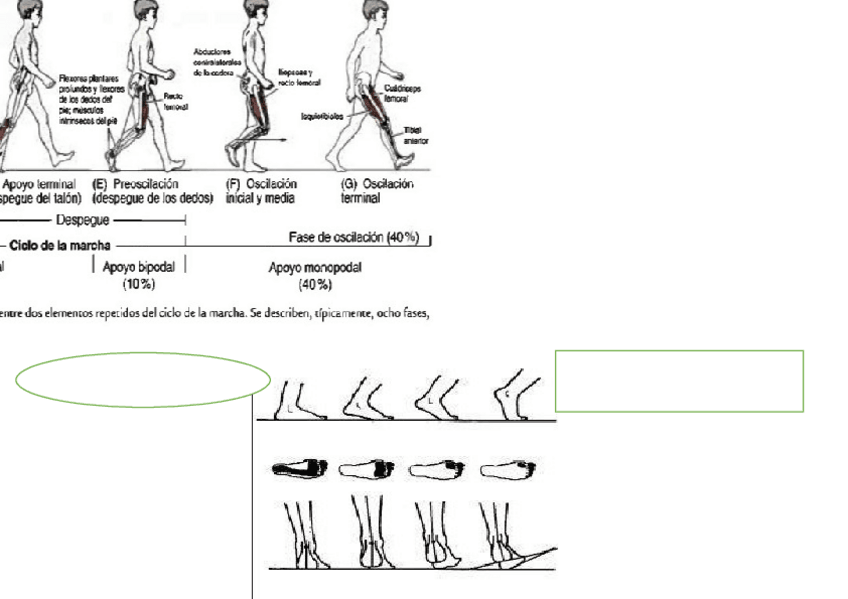 Miniatura del documento ciclo-de-la-marcha.docx