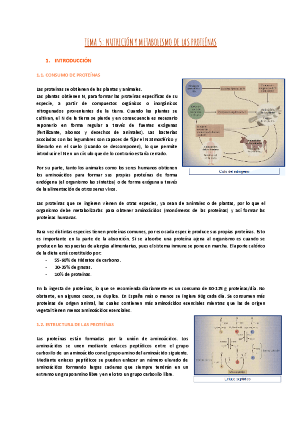 Miniatura del documento TEMA-5-NUTRICION-Y-METABOLISMO-DE-LAS-PROTEINAS-1.pdf