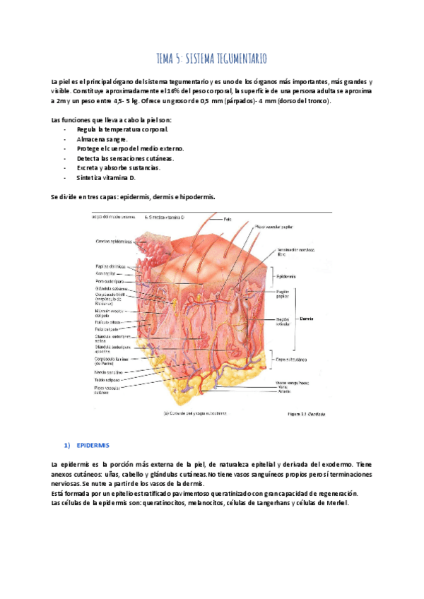 Miniatura del documento TEMA-5-SISTEMA-TEGUMENTARIO.pdf