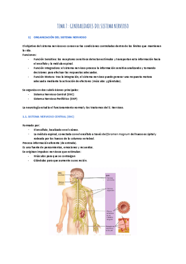 Miniatura del documento TEMA-7-GENERALIDADES-DEL-SISTEMA-NERVIOSO-1.pdf