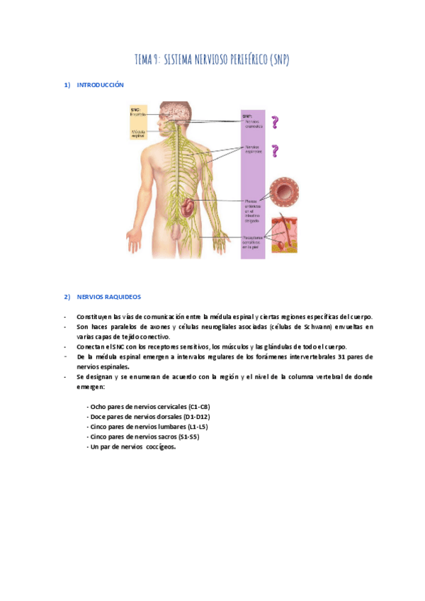 Miniatura del documento TEMA-9-SISTEMA-NERVIOSO-PERIFERICO.pdf
