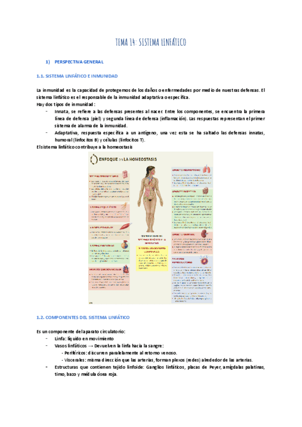 Miniatura del documento TEMA-14-SISTEMA-LINFATICO-1.pdf