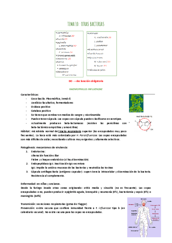 Miniatura del documento TEMA-10-OTRAS-BACTERIAS.pdf
