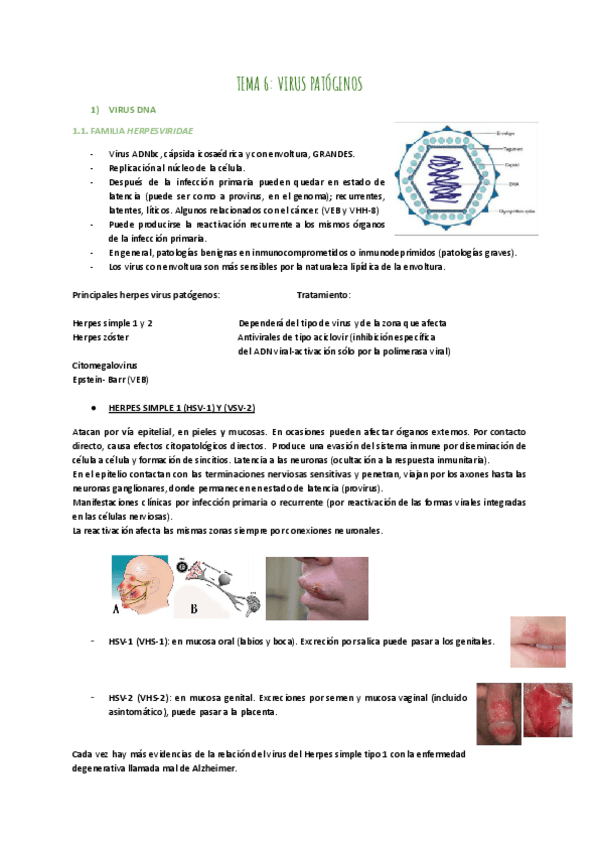 Miniatura del documento TEMA-6-VIRUS-PATOGENOS.pdf
