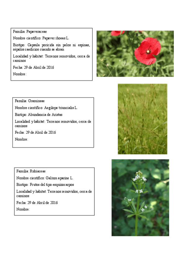 Miniatura del documento HERBARIO.pdf