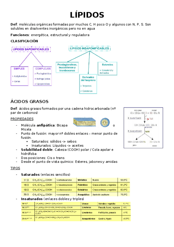 Miniatura del documento BQ-Paula-Rubia-LIPIDOS.docx