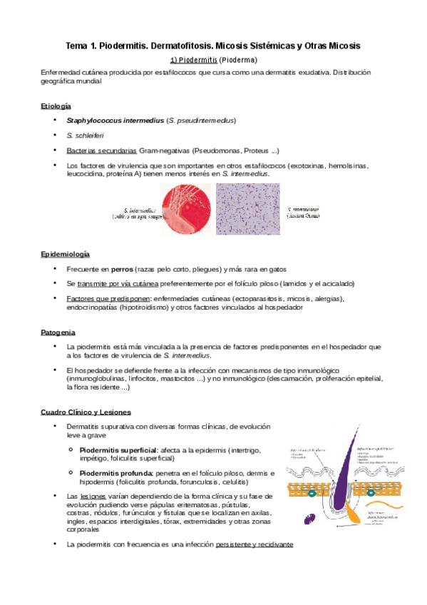 Miniatura del documento Tema-1-Piodermitis.pdf