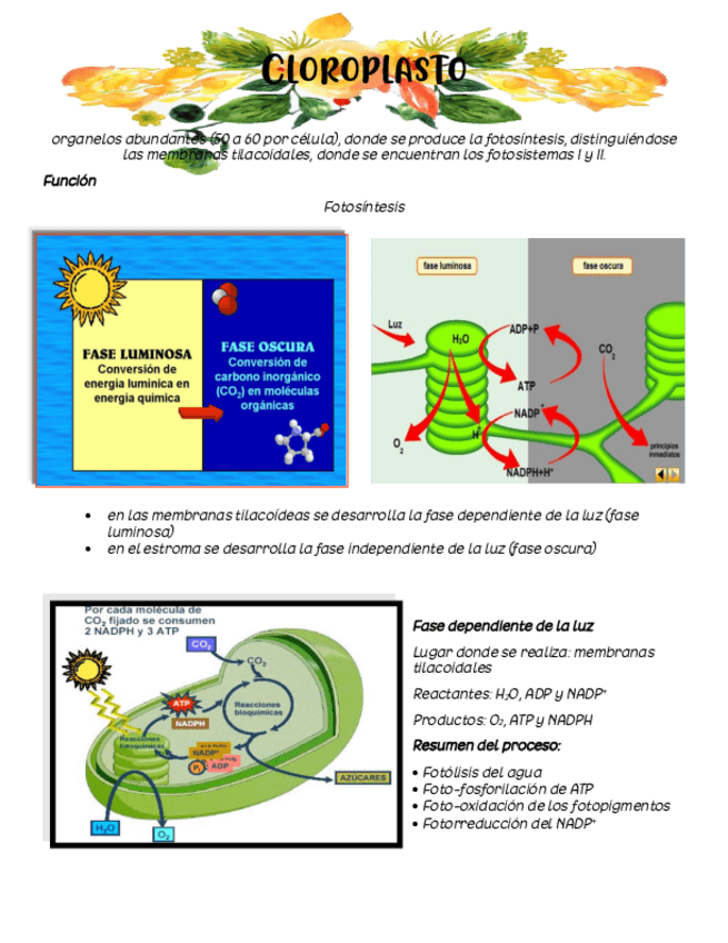 Miniatura del documento Cloroplasto-y-nucleo.pdf