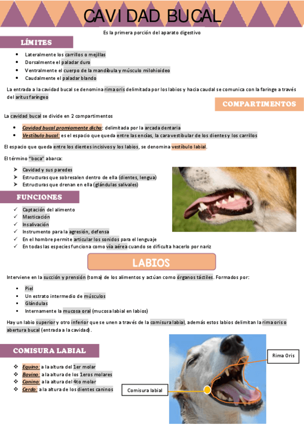 Miniatura del documento Cavidad-bucal.pdf