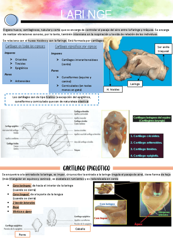 Miniatura del documento Laringe.pdf