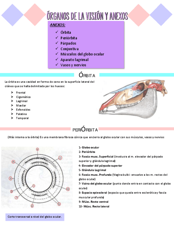 Miniatura del documento ORGANOS-DE-LA-VISION-Y-ANEXOS.pdf