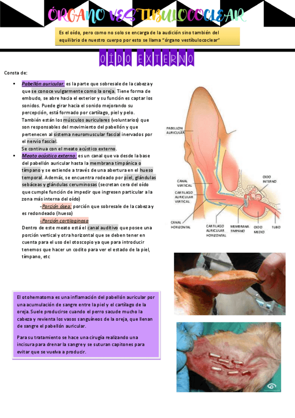 Miniatura del documento Organo-vestibulococlear.pdf