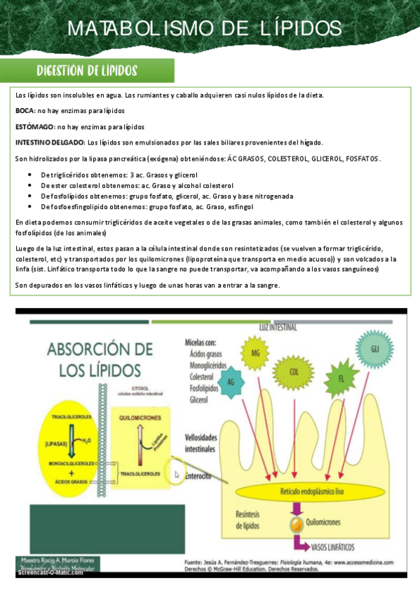Miniatura del documento resume-metabolismo-lipidos.pdf