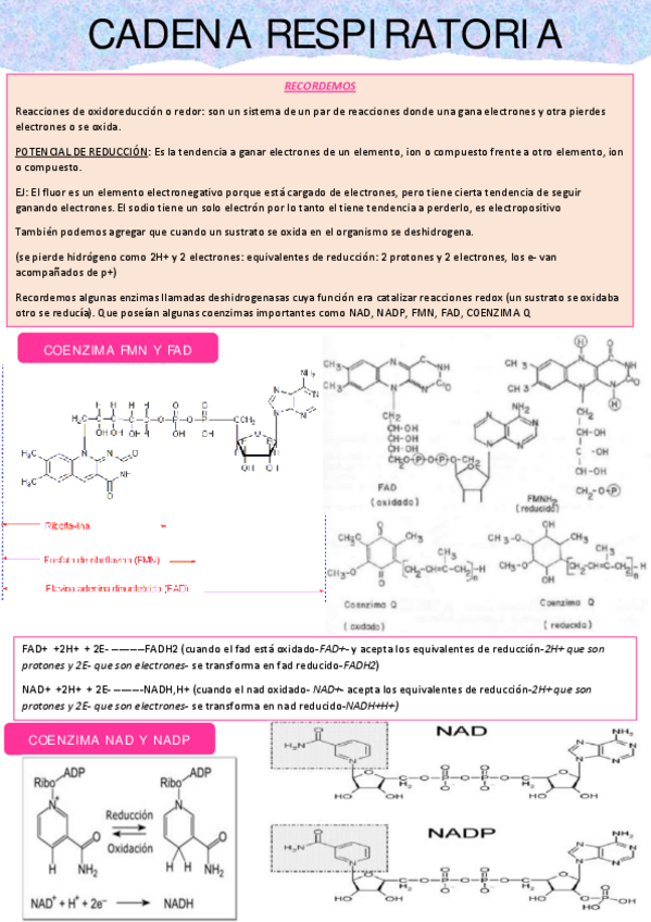 Miniatura del documento Resumen-cadena-respiratoria.pdf