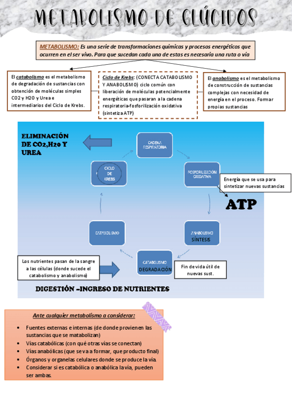 Miniatura del documento metabolismo-Glucidos-resumen.pdf
