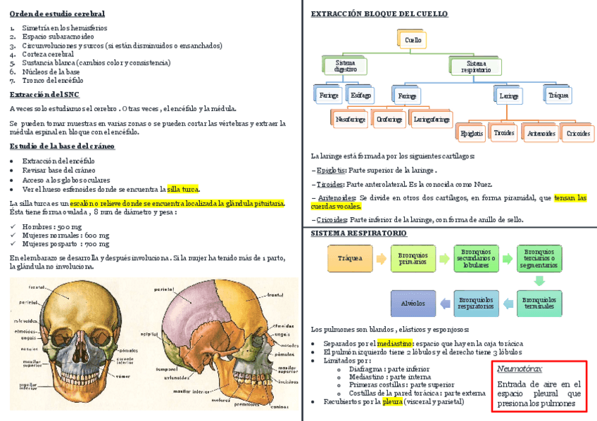 Miniatura del documento NECROPSIAS-Huesos-y-Pares-craneales.pdf