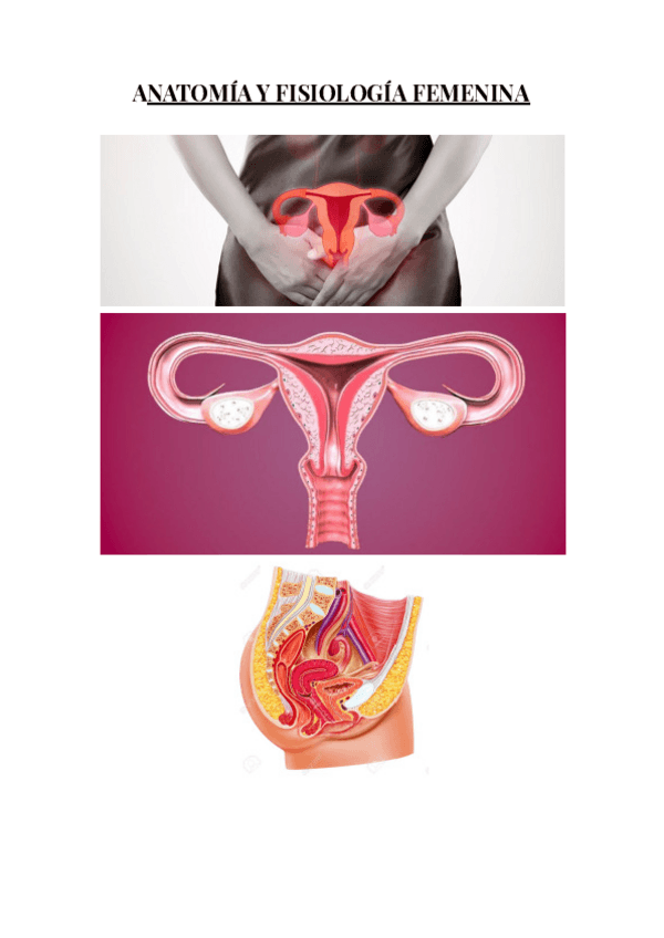 Miniatura del documento ANATOMIA-FEMENINA-1.pdf