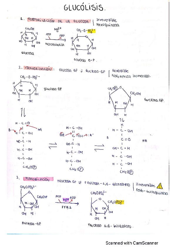 Miniatura del documento esquemas-metabo.pdf