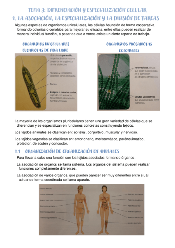 Miniatura del documento TEMA-9-Difrenciacion-y-especializacion-celular.pdf