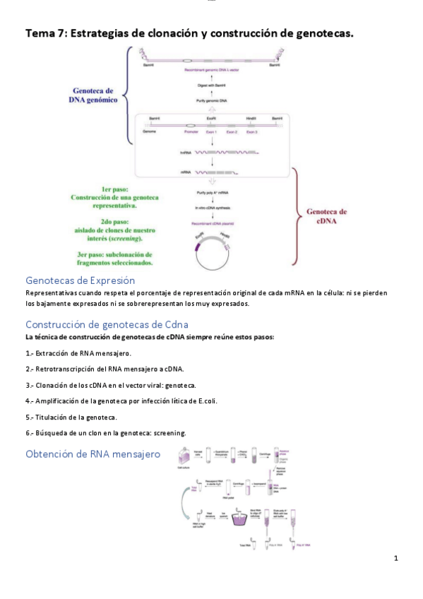 Miniatura del documento T7-estrategias-de-clonacion-y-genotecas-2-6.pdf