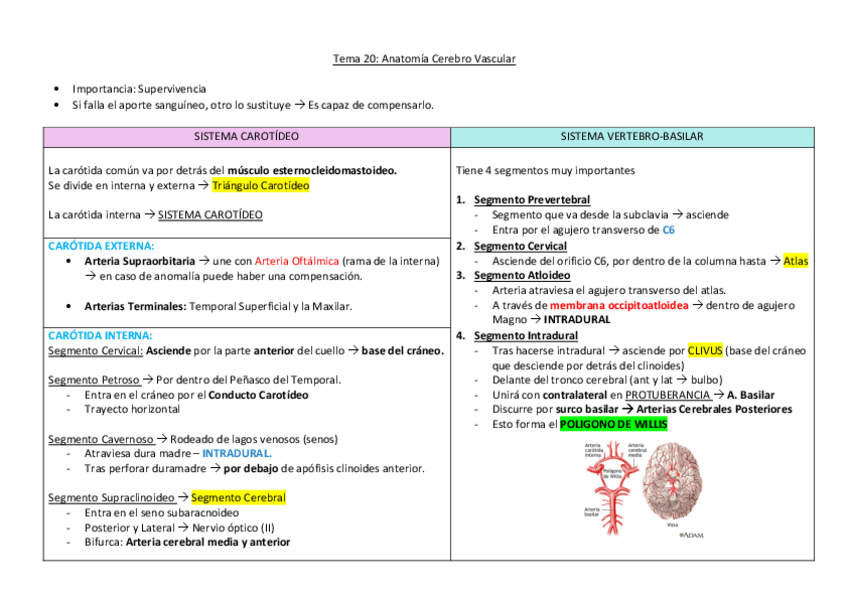 Miniatura del documento Anatomia-cerebro-vascular.pdf