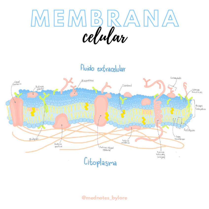 Miniatura del documento MEMBRANA.pdf