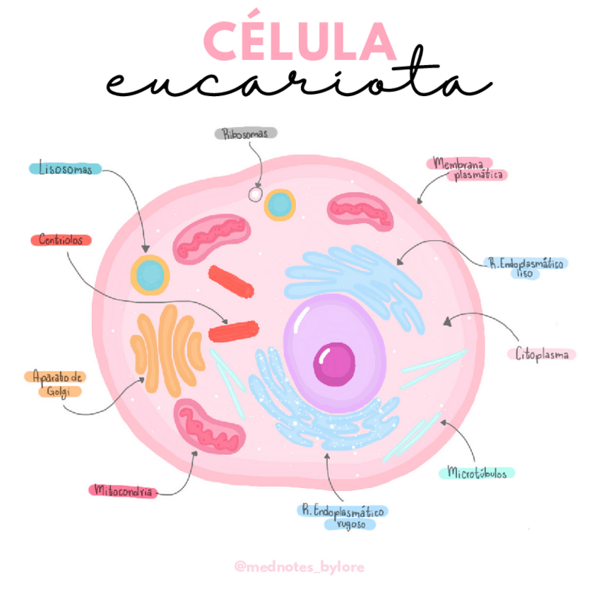 Miniatura del documento cAclula-eucariota.pdf