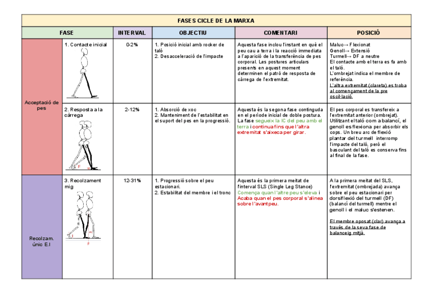 Miniatura del documento FASES-CICLE-DE-LA-MARXA-2.pdf