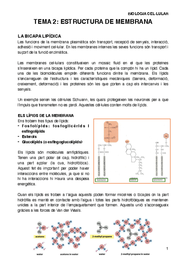 Miniatura del documento BIOCELT2.pdf